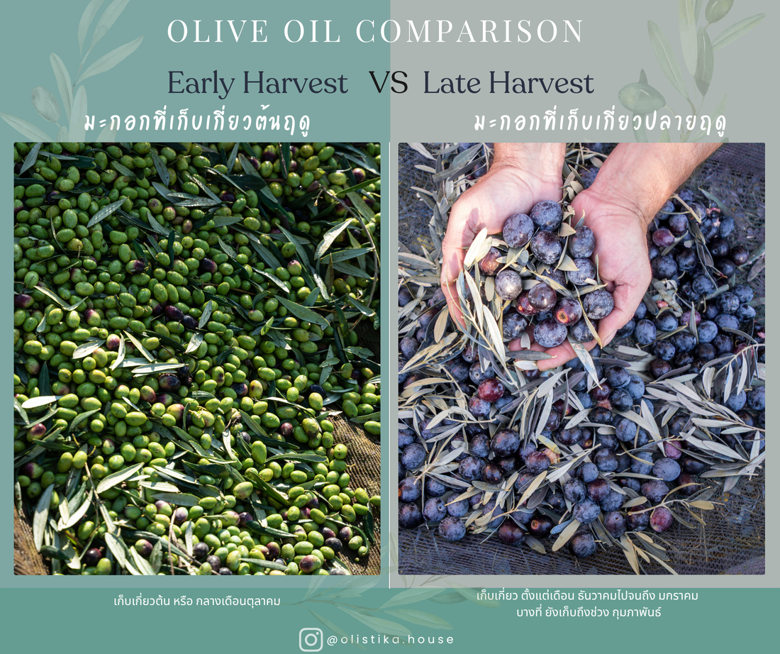 Early Harvest vs. Late Harvest Olive Oil: What’s the Difference?